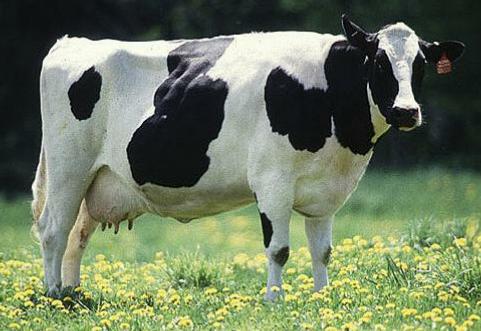 grazing-cow-1b.jpg